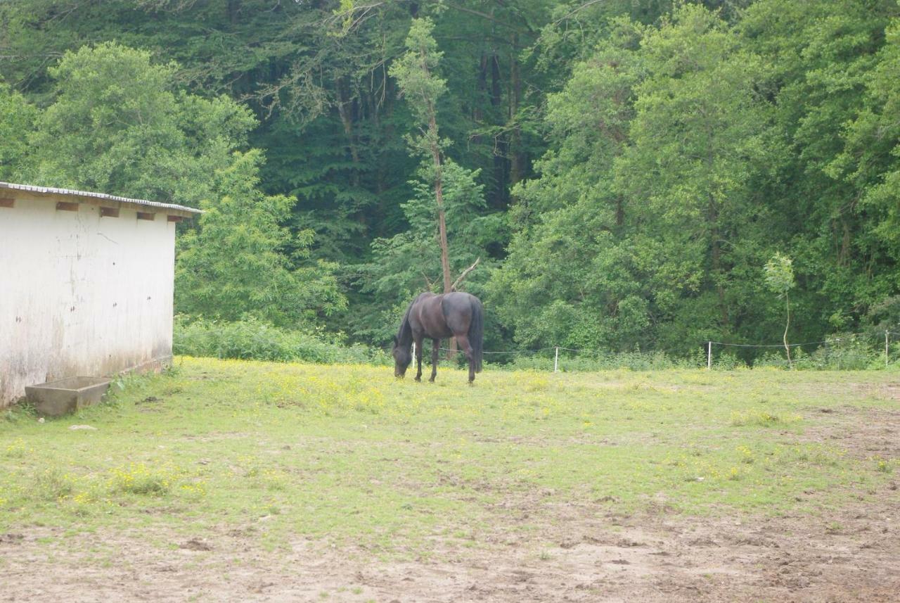 Les Ecuries Du Seque Bed & Breakfast Saint-Martin-de-Seignanx ภายนอก รูปภาพ